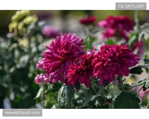 唐人街在线娱乐城：体验最真实的亚洲娱乐盛宴，尽享丰富多彩的游戏娱乐体验